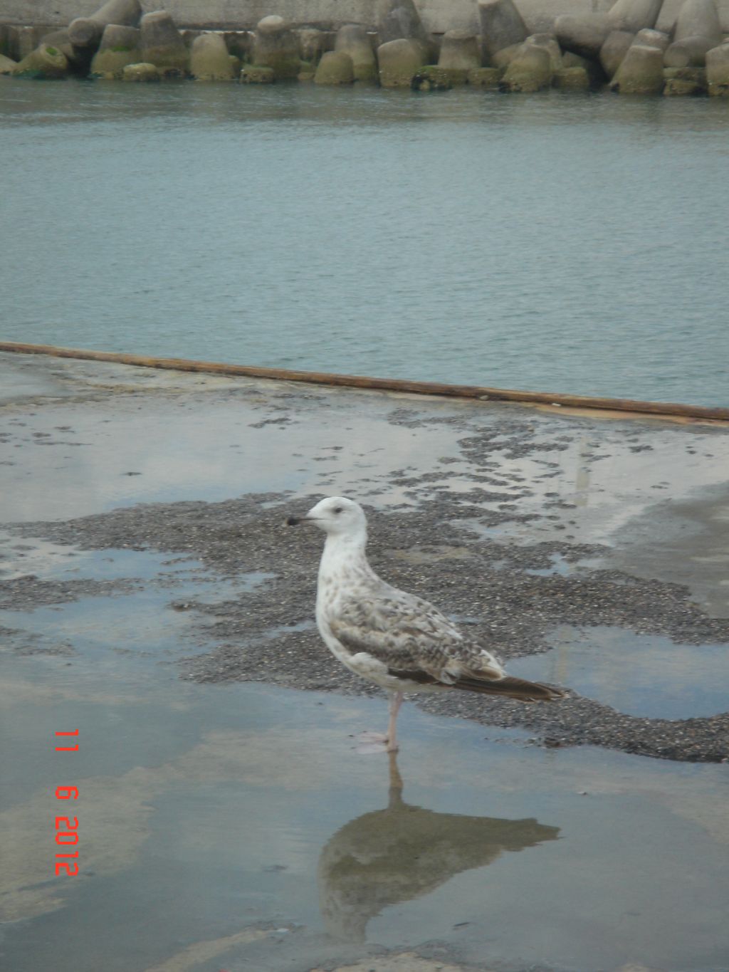 Gabicce Mare 2012 346